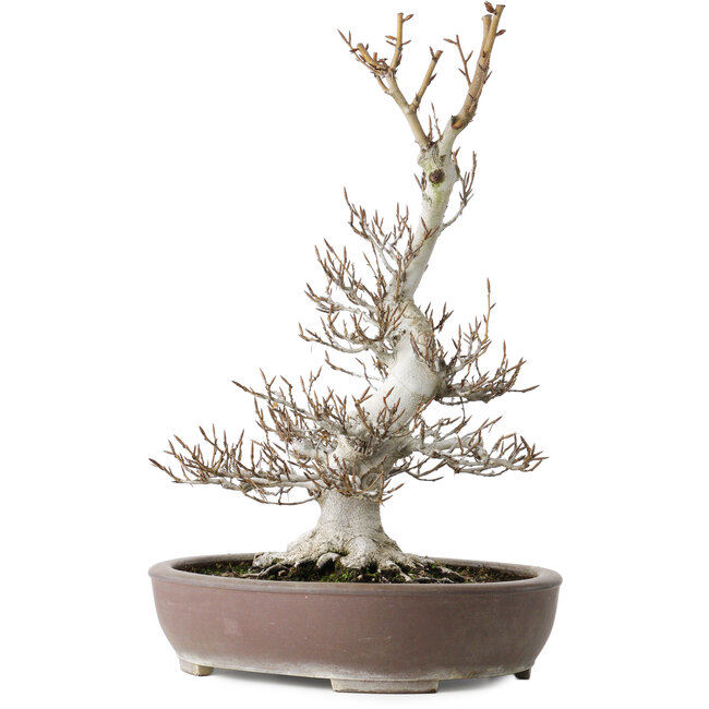 Fagus crenata, 44 cm, ± 30 años, con un nebari de 17 cm, en una maceta japonesa hecha a mano por Keisan