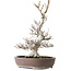 Fagus crenata, 44 cm, ± 30 jaar oud, met een nebari van 17 cm, in een handgemaakte Japanse pot van Keisan