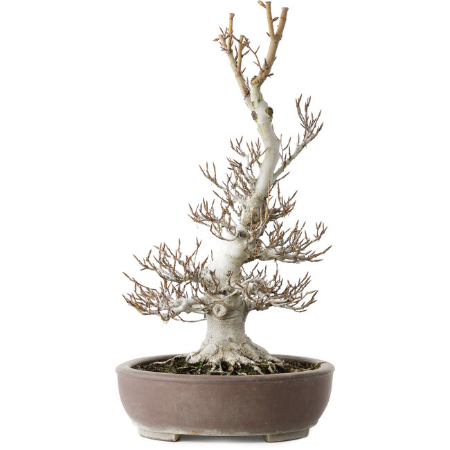 Fagus crenata, 44 cm, ± 30 anni, con un nebari di 17 cm, in un vaso giapponese fatto a mano da Keisan