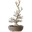 Fagus crenata, 44 cm, ± 30 jaar oud, met een nebari van 17 cm, in een handgemaakte Japanse pot van Keisan