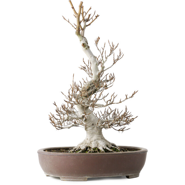 Fagus crenata, 44 cm, ± 30 años, con un nebari de 17 cm, en una maceta japonesa hecha a mano por Keisan