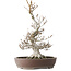 Fagus crenata, 44 cm, ± 30 jaar oud, met een nebari van 17 cm, in een handgemaakte Japanse pot van Keisan