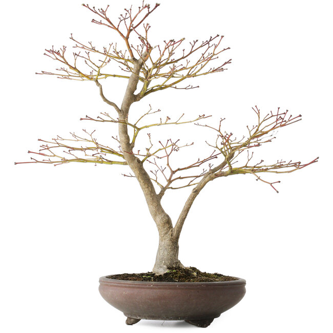 Acer palmatum, 52 cm, ± 20 jaar oud, met een nebari van 14 cm
