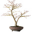Acer palmatum, 52 cm, ± 20 jaar oud, met een nebari van 14 cm