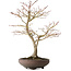 Acer palmatum, 52 cm, ± 20 jaar oud, met een nebari van 14 cm