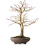 Acer palmatum, 52 cm, ± 20 jaar oud, met een nebari van 14 cm
