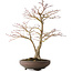 Acer palmatum, 52 cm, ± 20 jaar oud, met een nebari van 14 cm