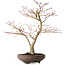 Acer palmatum, 52 cm, ± 20 jaar oud, met een nebari van 14 cm