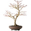 Acer palmatum, 52 cm, ± 20 jaar oud, met een nebari van 14 cm