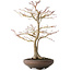 Acer palmatum, 52 cm, ± 20 jaar oud, met een nebari van 14 cm