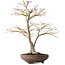 Acer palmatum, 52 cm, ± 20 jaar oud, met een nebari van 14 cm