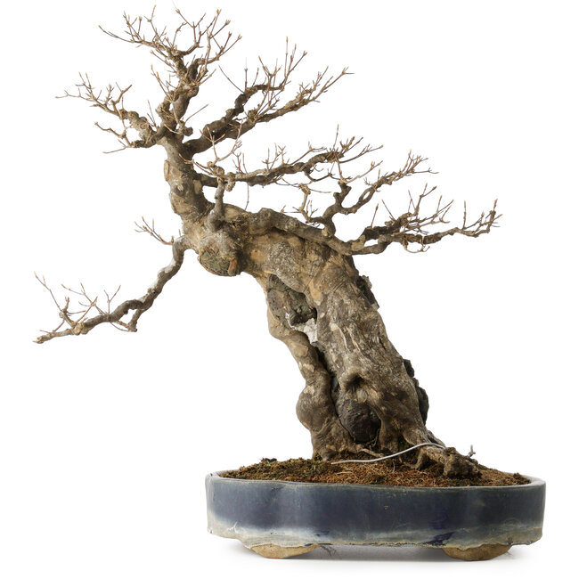 Acer buergerianum, 59 cm, ± 40 Jahre alt, mit einem Nebari von 21 cm