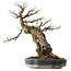 Acer buergerianum, 59 cm, ± 40 jaar oud, met een nebari van 21 cm