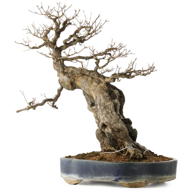 Acer buergerianum, 59 cm, ± 40 ans, avec un nebari de 21 cm