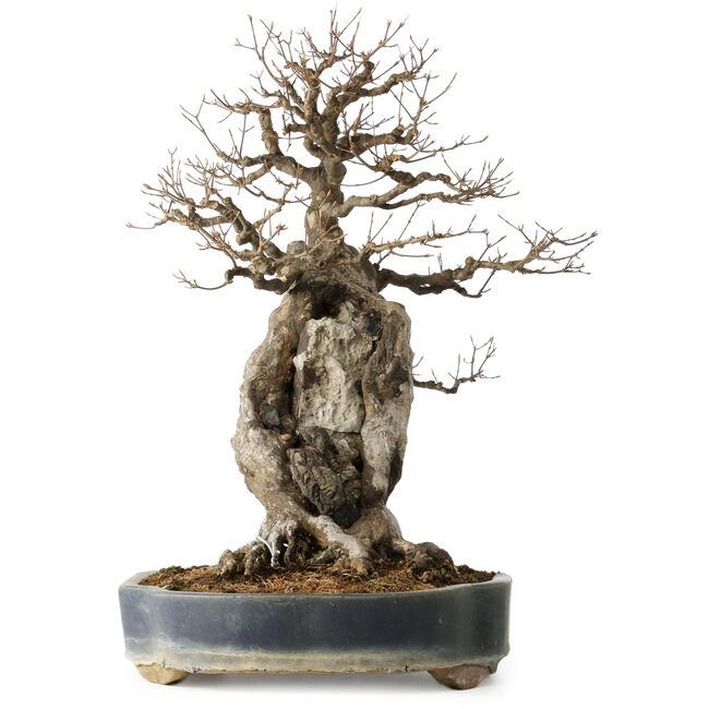 Acer buergerianum, 59 cm, ± 40 Jahre alt, mit einem Nebari von 21 cm