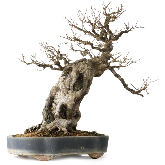 Acer buergerianum, 59 cm, ± 40 jaar oud, met een nebari van 21 cm