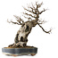 Acer buergerianum, 59 cm, ± 40 jaar oud, met een nebari van 21 cm