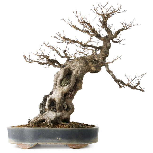 Acer buergerianum, 59 cm, ± 40 Jahre alt, mit einem Nebari von 21 cm