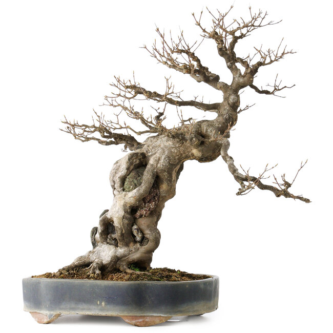 Acer buergerianum, 59 cm, ± 40 años, con un nebari de 21 cm