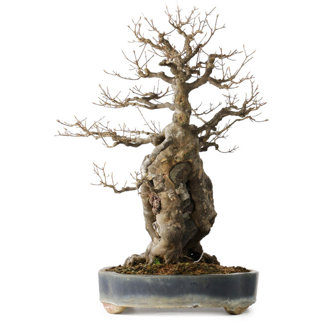 Acer buergerianum, 59 cm, ± 40 ans, avec un nebari de 21 cm