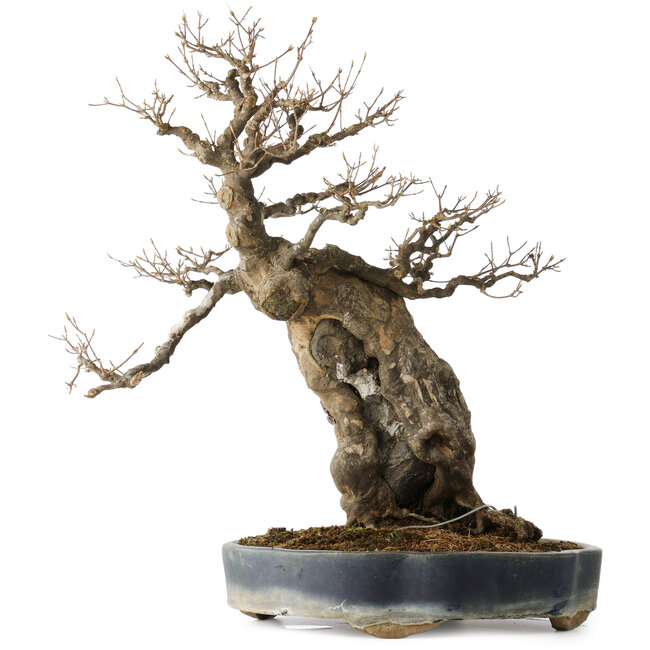 Acer buergerianum, 59 cm, ± 40 años, con un nebari de 21 cm