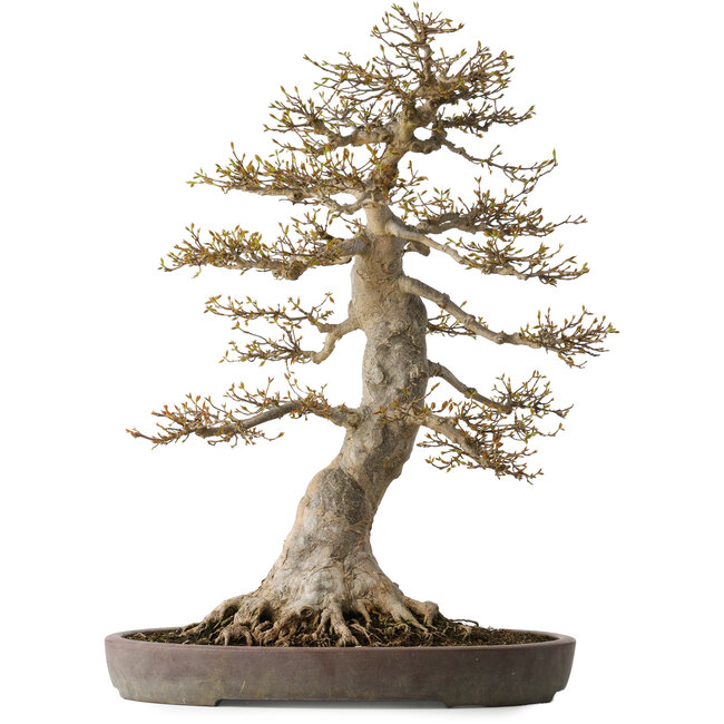 Acer buergerianum, 68 cm, ± 40 jaar oud, met een nebari van 30 cm, in een gebroken pot