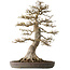 Acer buergerianum, 68 cm, ± 40 jaar oud, met een nebari van 30 cm, in een gebroken pot