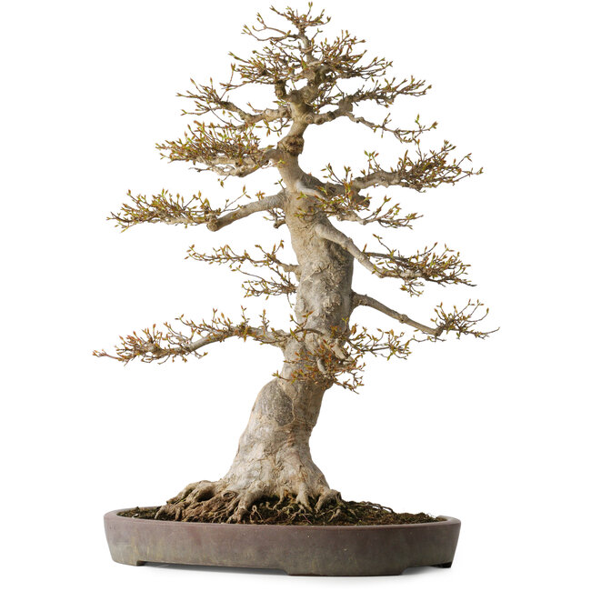 Acer buergerianum, 68 cm, ± 40 años, con un nebari de 30 cm, en maceta rota