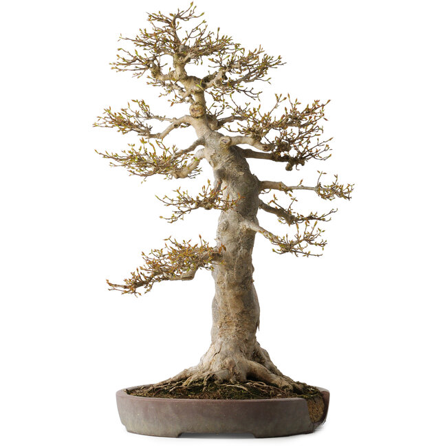 Acer buergerianum, 68 cm, ± 40 years old, with a nebari of 30 cm, in a broken pot