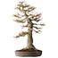 Acer buergerianum, 68 cm, ± 40 jaar oud, met een nebari van 30 cm, in een gebroken pot