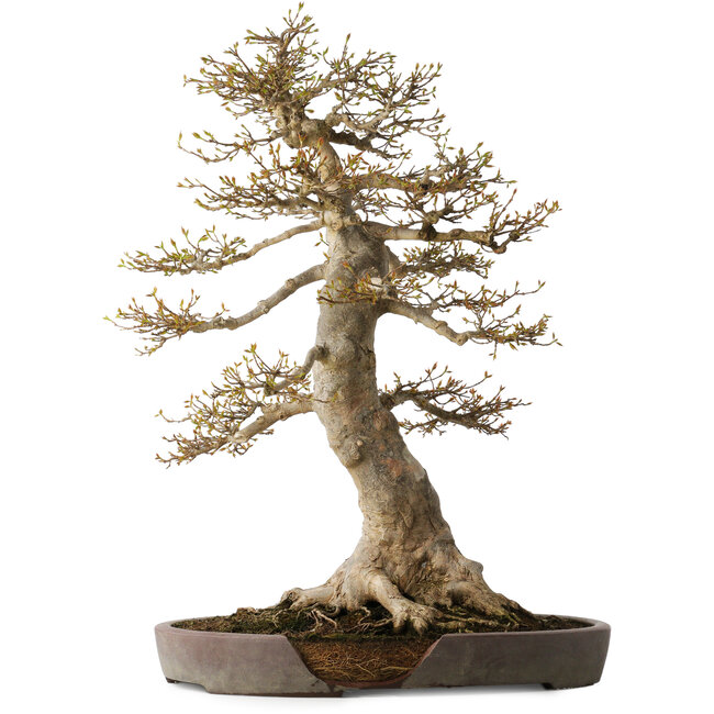 Acer buergerianum, 68 cm, ± 40 jaar oud, met een nebari van 30 cm, in een gebroken pot