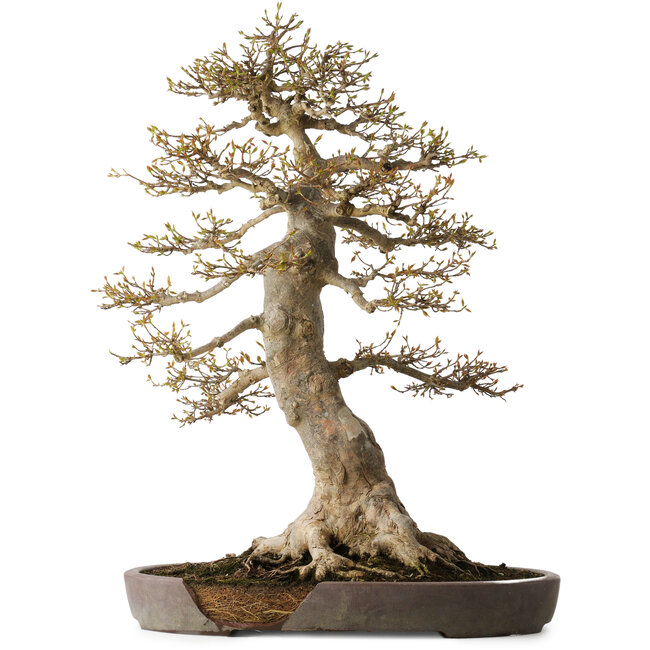 Acer buergerianum, 68 cm, ± 40 Jahre alt, mit einem Nebari von 30 cm, in einem zerbrochenen Topf