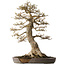 Acer buergerianum, 68 cm, ± 40 jaar oud, met een nebari van 30 cm, in een gebroken pot