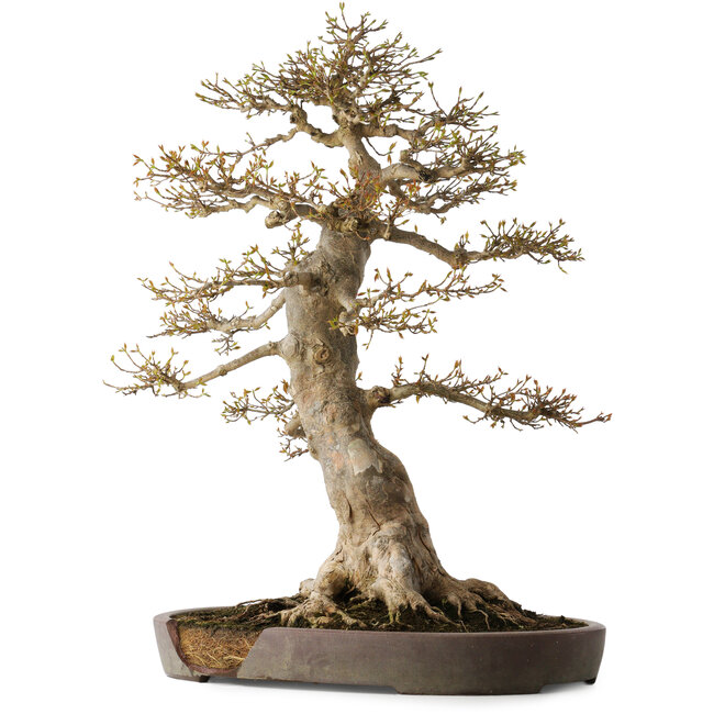 Acer buergerianum, 68 cm, ± 40 años, con un nebari de 30 cm, en maceta rota