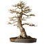 Acer buergerianum, 68 cm, ± 40 anni, con un nebari di 30 cm, in un vaso rotto