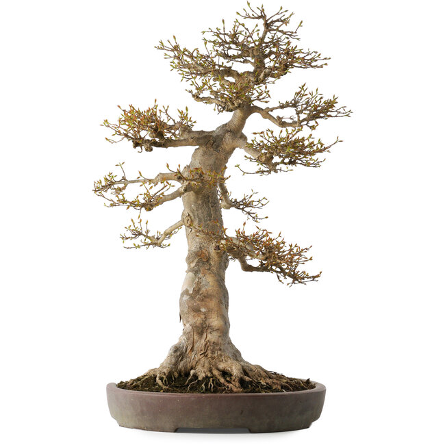 Acer buergerianum, 68 cm, ± 40 years old, with a nebari of 30 cm, in a broken pot