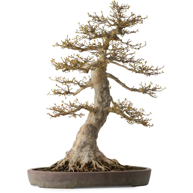 Acer buergerianum, 68 cm, ± 40 years old, with a nebari of 30 cm, in a broken pot