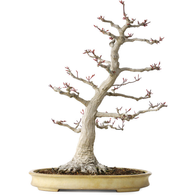 Acer palmatum, 63 cm, ± 40 jaar oud, met een nebari van 24 cm, met een ongelooflijke schors en mooie compacte vertakking, in een handgemaakte Japanse pot van Yamaaki