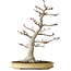 Acer palmatum, 63 cm, ± 40 jaar oud, met een nebari van 24 cm, met een ongelooflijke schors en mooie compacte vertakking, in een handgemaakte Japanse pot van Yamaaki