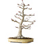 Acer palmatum, 63 cm, ± 40 years old, with a nebari of 24 cm, with incredible bark and beautiful compact ramification, in a handmade Japanese pot by Yamaaki