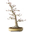 Acer palmatum, 63 cm, ± 40 jaar oud, met een nebari van 24 cm, met een ongelooflijke schors en mooie compacte vertakking, in een handgemaakte Japanse pot van Yamaaki