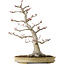 Acer palmatum, 63 cm, ± 40 jaar oud, met een nebari van 24 cm, met een ongelooflijke schors en mooie compacte vertakking, in een handgemaakte Japanse pot van Yamaaki