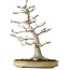 Acer palmatum, 63 cm, ± 40 jaar oud, met een nebari van 24 cm, met een ongelooflijke schors en mooie compacte vertakking, in een handgemaakte Japanse pot van Yamaaki