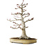 Acer palmatum, 63 cm, ± 40 jaar oud, met een nebari van 24 cm, met een ongelooflijke schors en mooie compacte vertakking, in een handgemaakte Japanse pot van Yamaaki
