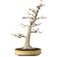 Acer palmatum, 63 cm, ± 40 jaar oud, met een nebari van 24 cm, met een ongelooflijke schors en mooie compacte vertakking, in een handgemaakte Japanse pot van Yamaaki