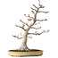 Acer palmatum, 63 cm, ± 40 jaar oud, met een nebari van 24 cm, met een ongelooflijke schors en mooie compacte vertakking, in een handgemaakte Japanse pot van Yamaaki