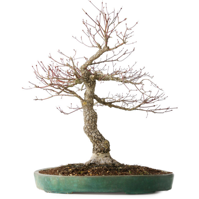 Acer palmatum Arakawa, 60 cm, ± 25 jaar oud, met een nebari van 17 cm, met mooie schors