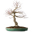 Acer palmatum Arakawa, 60 cm, ± 25 jaar oud, met een nebari van 17 cm, met mooie schors
