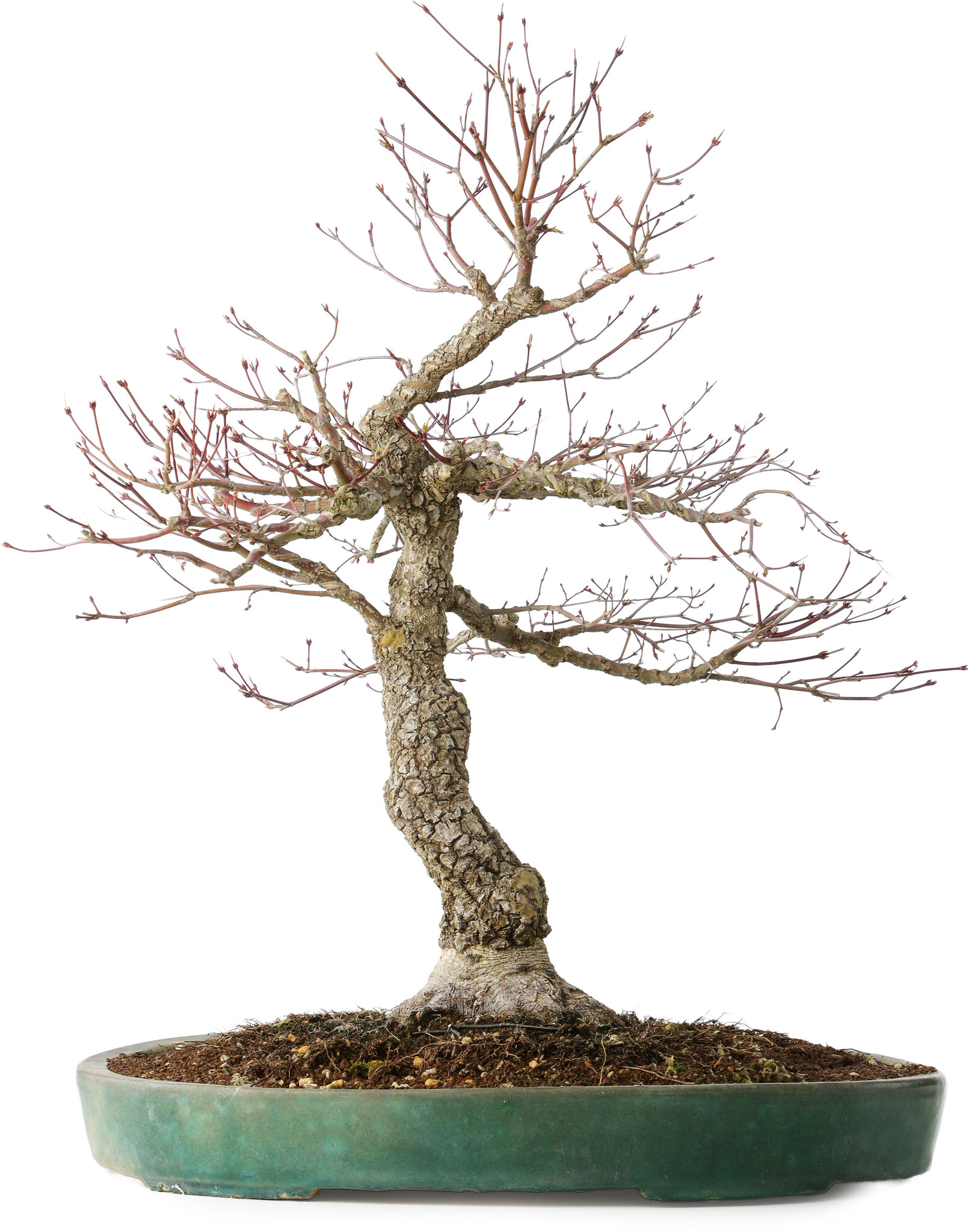 Acer palmatum, 60 cm,  25 years old, with a nebari of 17 cm, with  beautiful bark - Bonsai Plaza