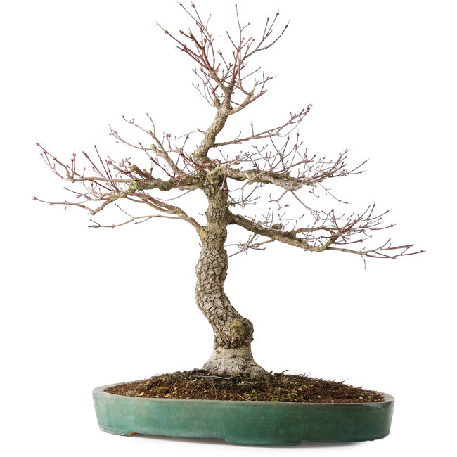 Acer palmatum Arakawa, 60 cm, ± 25 ans, avec un nebari de 17 cm, avec une belle écorce